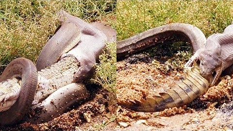 Olive Python Swallowing A Crocodile Whole😨