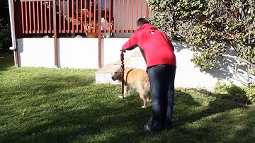 Gillian Pirow, 10 Part Behavior Chain