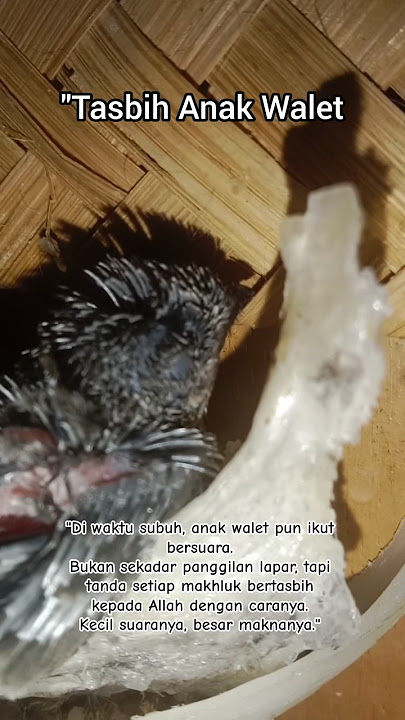 Suara asli anak walet #anakwalet #suarawaletoriginal #burung