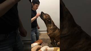 Playing With My Dog Köpekler Çekiştirmeyi Sever.