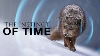 The Sixth Sense Animals Have That Human Dont