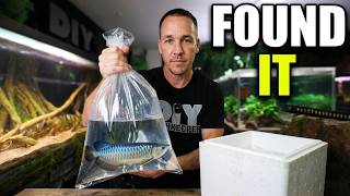 THIS RARE FISH WILL RULE MY 700 GALLON AQUARIUM!!