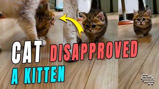 Cat Didn’t Like a Kitten Sneaking Up on It