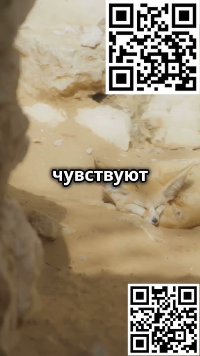 Удивительные животные: выживание в экстремальных условиях! #животные # ...