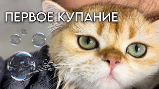 Как искупать кота и не лишиться кожи на руках?