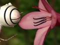 Alien Life Cycle