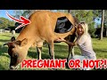 FINDING OUT IF MY COW IS PREGNANT OR NOT! *WOW*