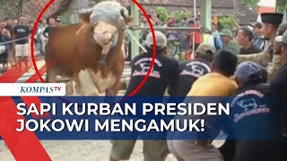 Diduga Stres Hendak Disembelih, Sapi Kurban Presiden Jokowi di Merauke Mengamuk!