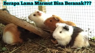 Berapa Hari Marmut Dapat Beranak???