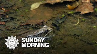 Nature: Frogs and tadpoles