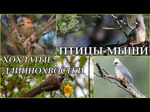 ПТИЦЫ-МЫШИ - Хохлатые длинохвостки