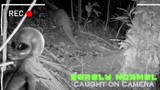 "The Reptilian" - Barely Normal Caught on Camera