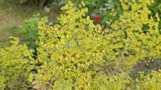 Pryšec / Euphorbia 'Ascot Rainbov ' jarní kvetení v květnu