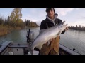 Kenai River Chrome