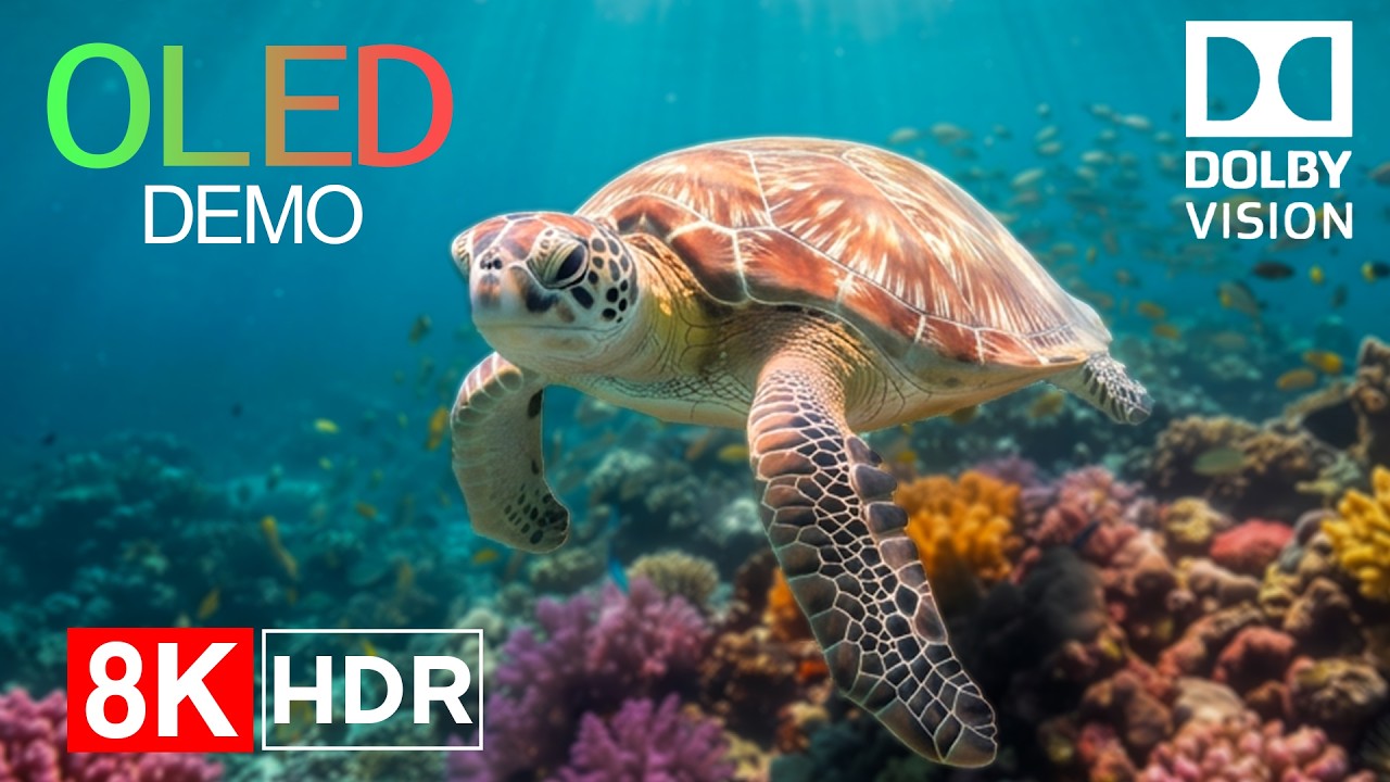 Coral Reef Paradise in Ultra HD 8K — Colorful World