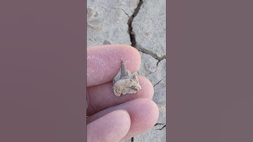 Fossilized shark tooth discovery in North Texas!