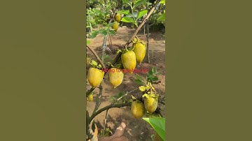 Mời các bác ngắm hồng tứ quý hậu lôc thanh hoá quê em