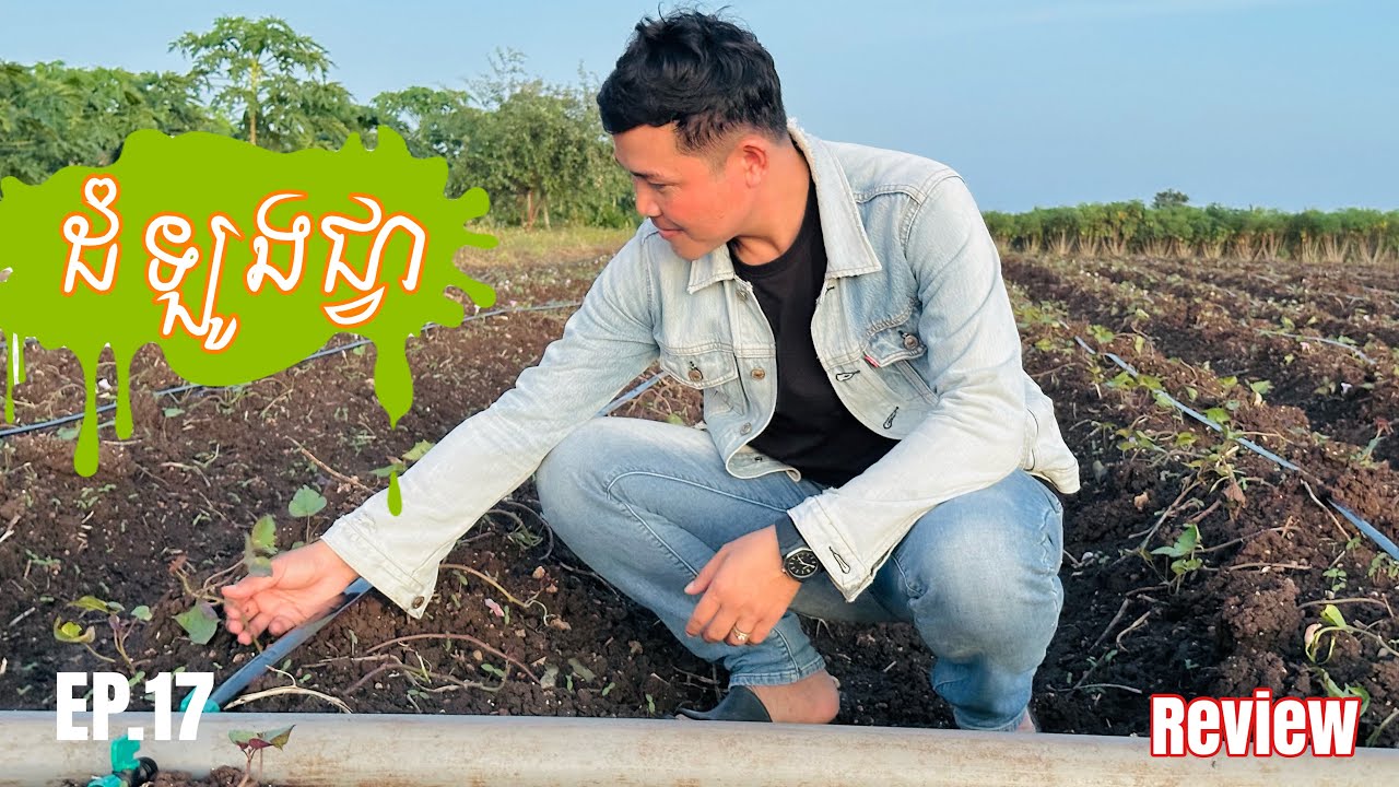 EP.17 ដាំដំឡូងជ្វាបែបណាត្រូវខែថ្លៃ … ប្អូនសៅមានបច្ចេកទេសល្អណាស់