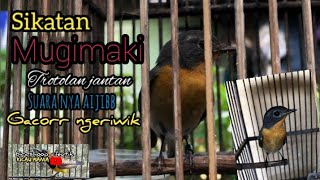 sikatan mugimaki trotolan jantan ngeriwik suara asyik joss#burunggacor