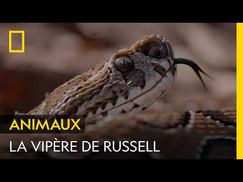 La vipère de Russell : un serpent qui peut injecter la moitié de sa réserve de venin en une morsure