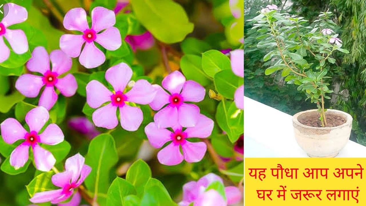 बस इसकी एक पत्ती बुढ़ापा आने नहीं देगी सफेद बाल काले होंगे चेहरा चाँद जैसा चमकेगा। जानिए ये औषधि । kitchen kavanoz