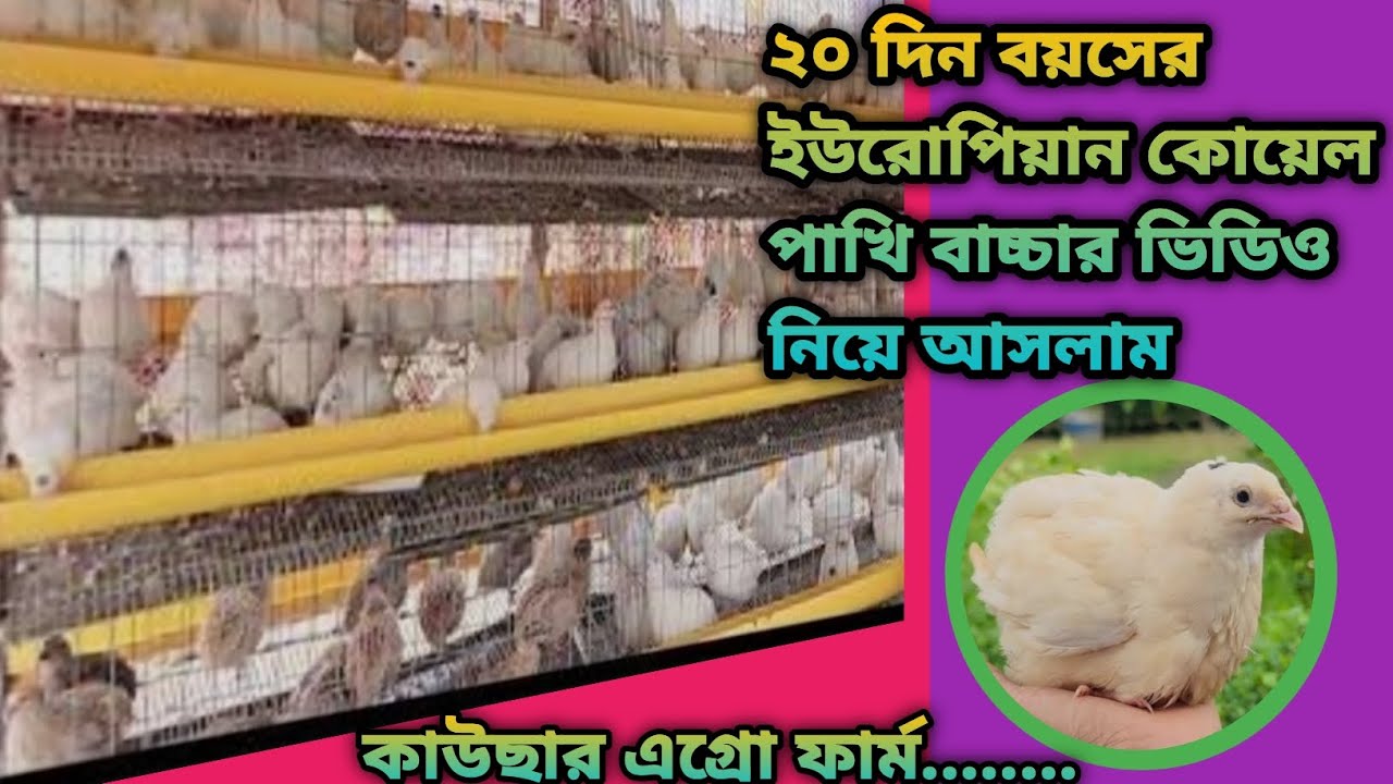 ২০ দিন বয়সের ইউরোপিয়ান কোয়েল পাখির বাচ্চার ভিডিও নিয়ে আসলাম 