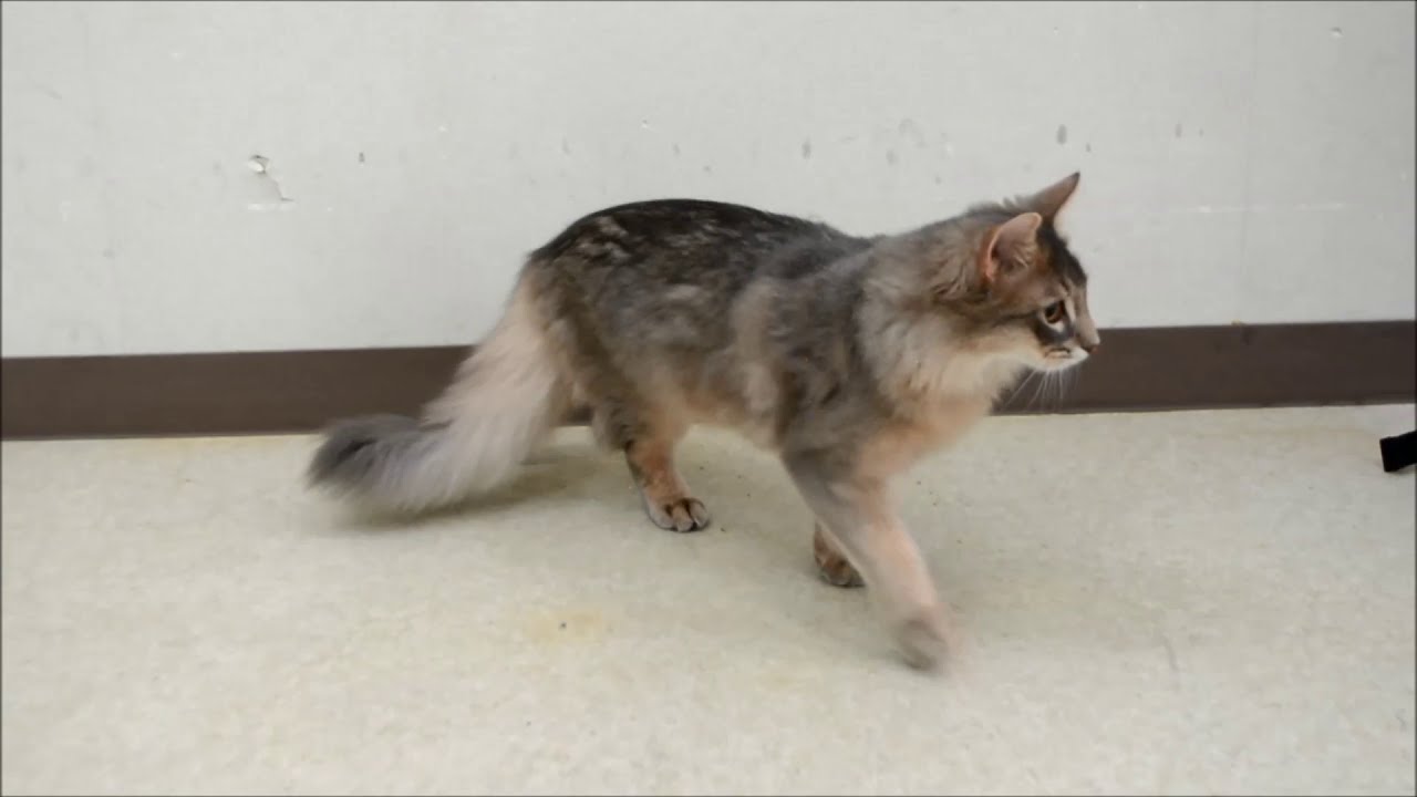 両側(右グレード2、左グレード4)の膝蓋骨内方脱臼を治療したNちゃん