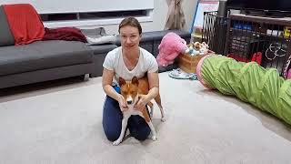 Rescue basenji training  Billy masters 'Sit' command in minutes!