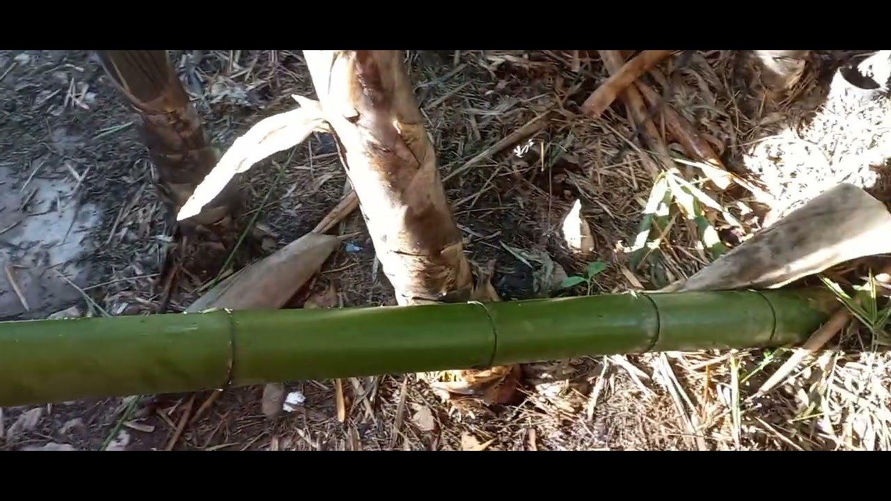 ขุดเหง้าไผ่ในช่วงเดือนใหนดีทีสุด 0899502128