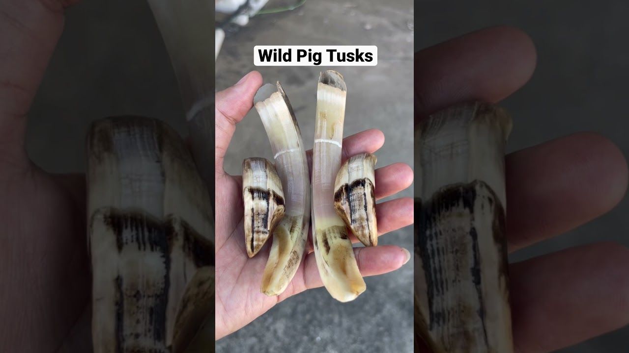 Wild pig tusks in Cambodia