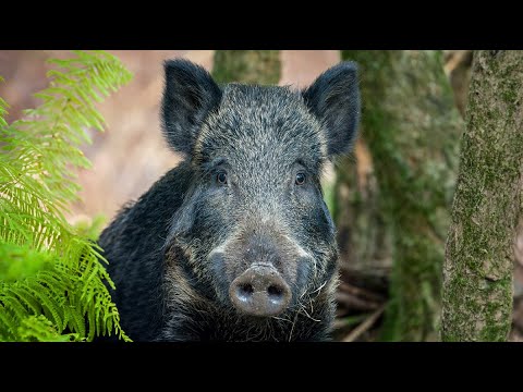 Video: Mga Hayop ng Great Britain. Flora at fauna ng Great Britain