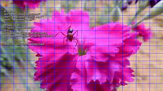 Examples of visualization of video data with ffmpeg - drawgrid