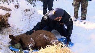 CPW releases orphaned bear cubs into the wild