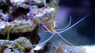 Pacific cleaner shrimp (Lysmata amboinensis)