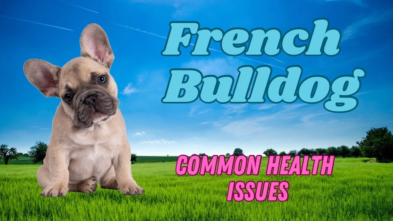 FRENCH BULLDOG Common HEALTH Issues, including BOAS YouTube