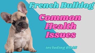 FRENCH BULLDOG Common HEALTH Issues, including BOAS by PuppyNation 2,464 views 1 year ago 8 minutes, 17 seconds