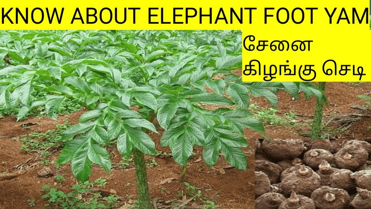 Know about ELEPHANT FOOT YAM plant || சேனைக் கிழங்கு செடியைப் பற்றி