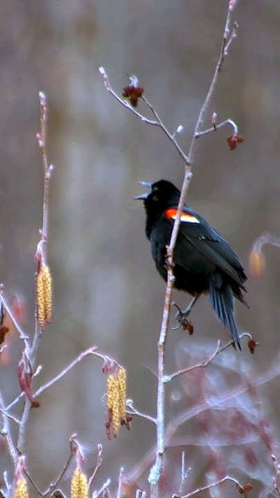 Hear the Red-Winged Blackbird Calling Sounds - YouTube