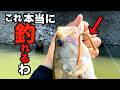 【マジで釣れる】関東難関バス釣りフィールドで実践したルアーの釣果結果がすごすぎた！