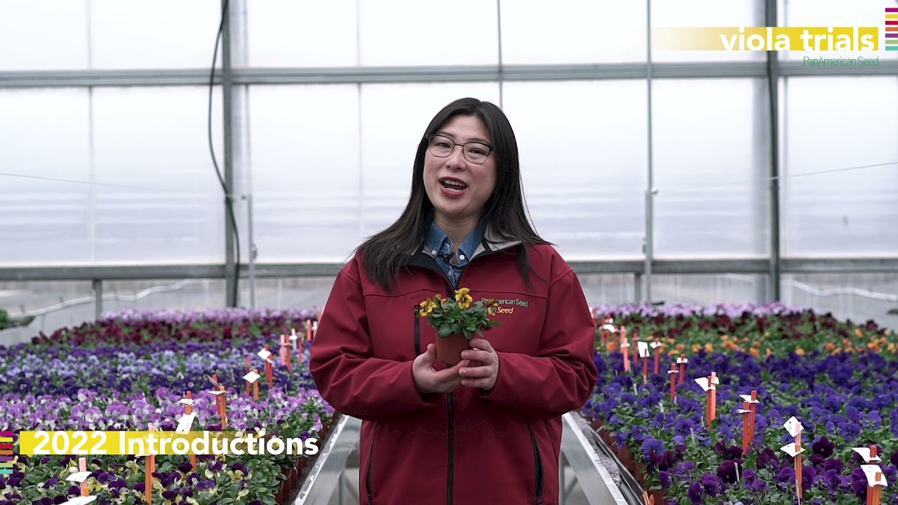 PanAmerican Seed 2022 Viola Trials