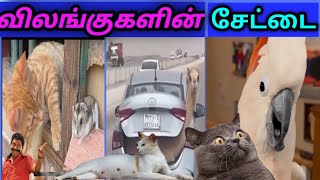 அலப்பறையான விலங்குகளின் சேட்டைகள் 😂||funny animals troll tamil #fuuny #trool #reels #trending