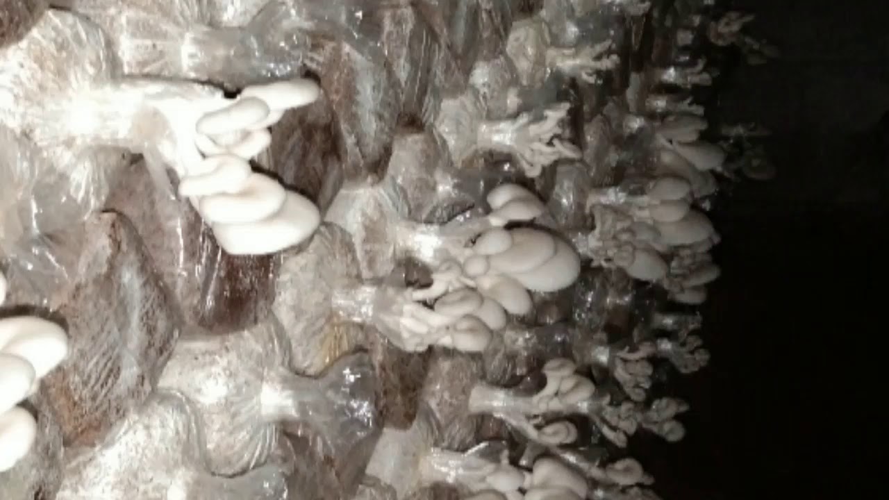 Kumpulan foto budidaya jamur 