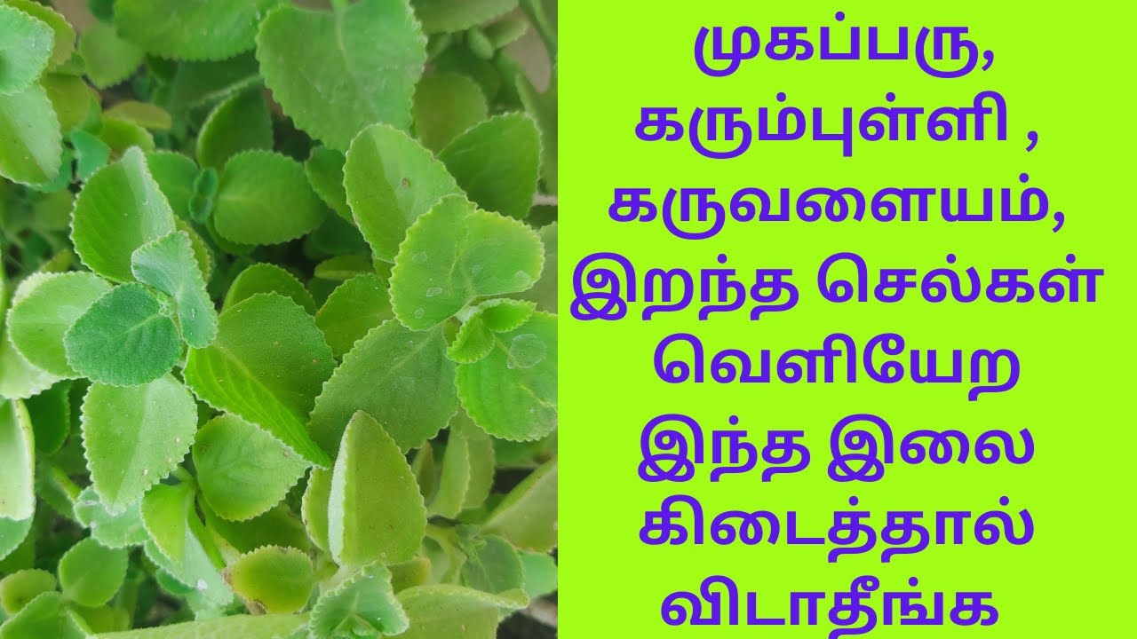 முகப்பரு,கரும்புள்ளி ,கருவளையம்,இறந்த செல்கள் வெளியேற இந்த இலை கிடைத்தால் விடாதீங்க|Healthya Valalam