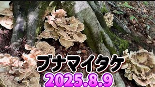 2025.8.9 Buna Maitake [Tonbidake] Short Video Don't miss the main