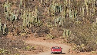 SEGUIRE A MI JESUS | Amamos Tu Presencia | Alabanzas Ungidas, Adoracion