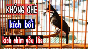 Mua bán rao vặt chim Chào Mào tại Đắk Lắk - Chugiong.com