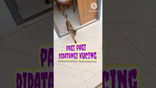 PAGI-PAGI DIDATANGI KUCING》#videokucing #shorts