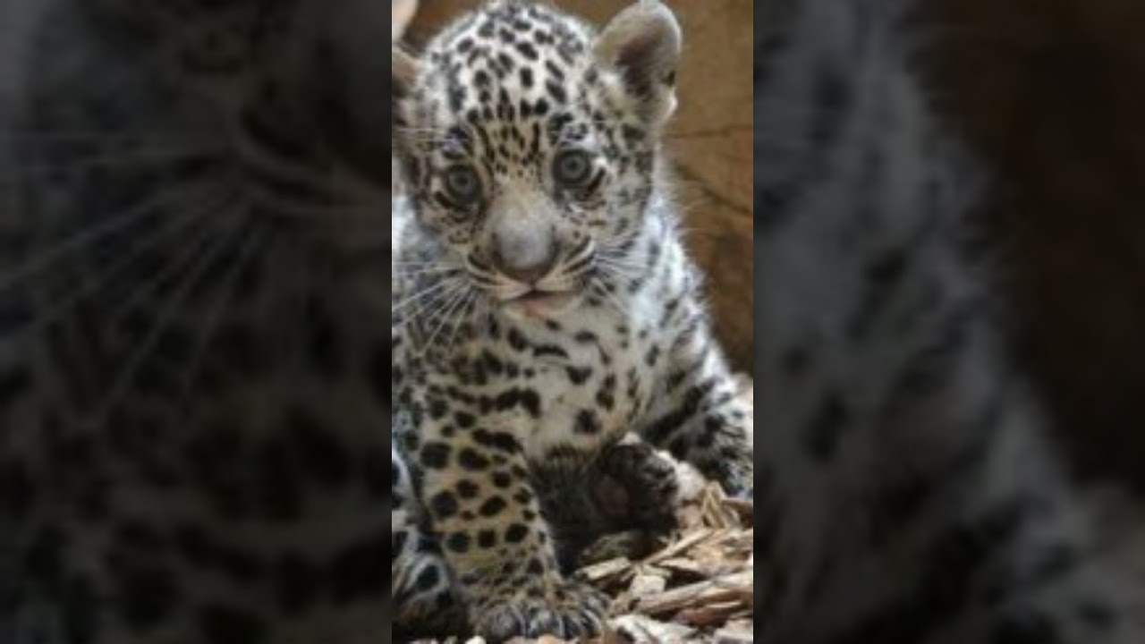 Animali da cuccioli 😍🥹 (Pt.50). 