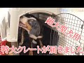 超大型犬用 特大クレートが届きました　バーニーズマウンテンドッグ