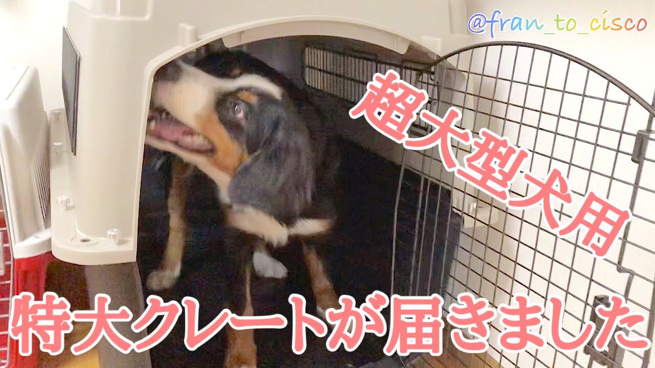 超大型犬用 特大クレートが届きました バーニーズマウンテンドッグ Youtube